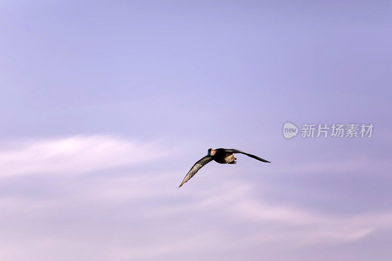 会飞的鸭子。日落天空背景。常见的红头潜鸭。(Aythya ferina)。